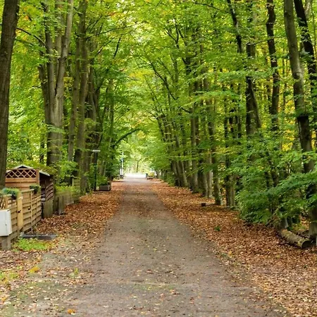 Wooden I Boomhut Op Recreatiepark Mastendol Rijen